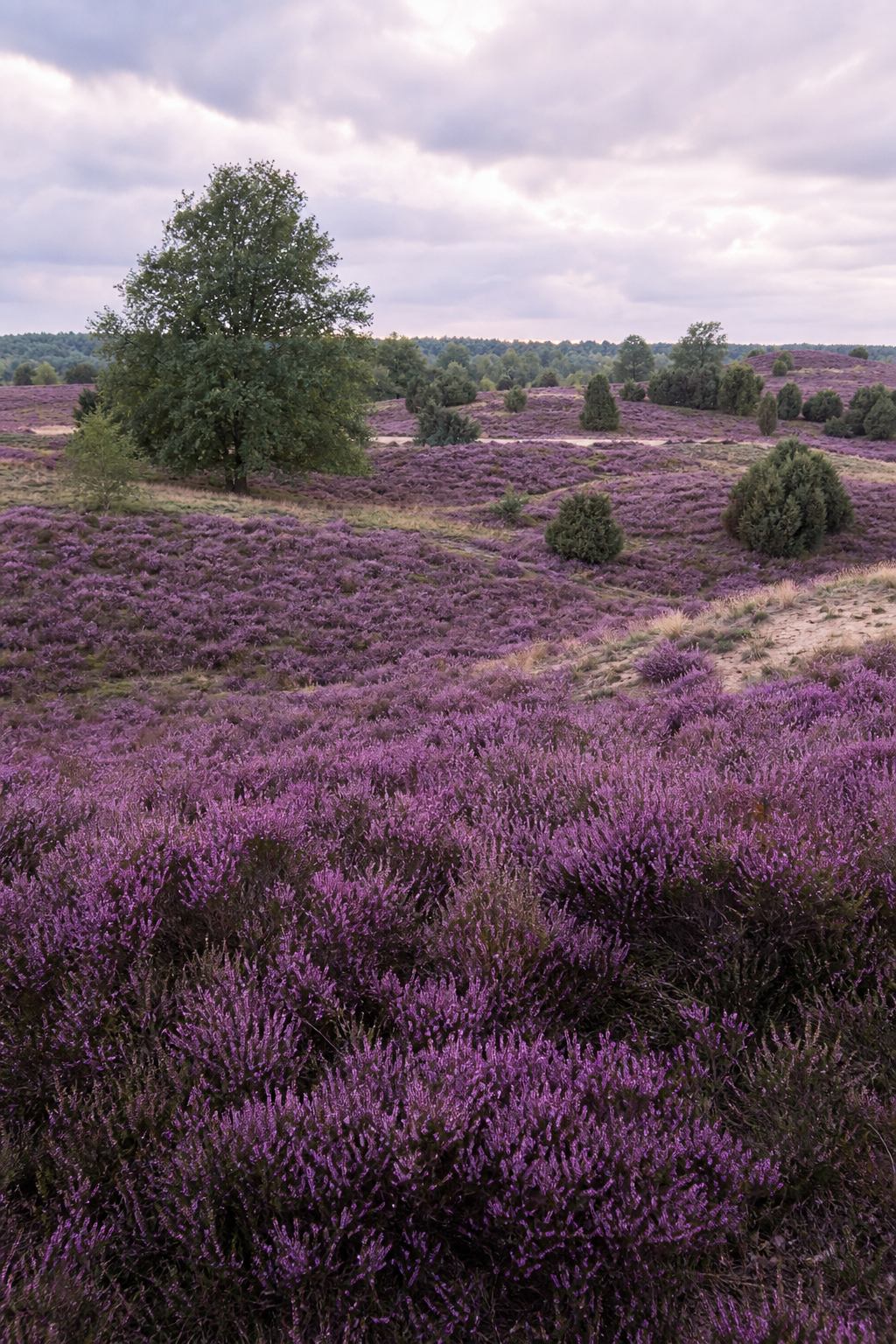 Violett blühende Heide im Sommerlicht