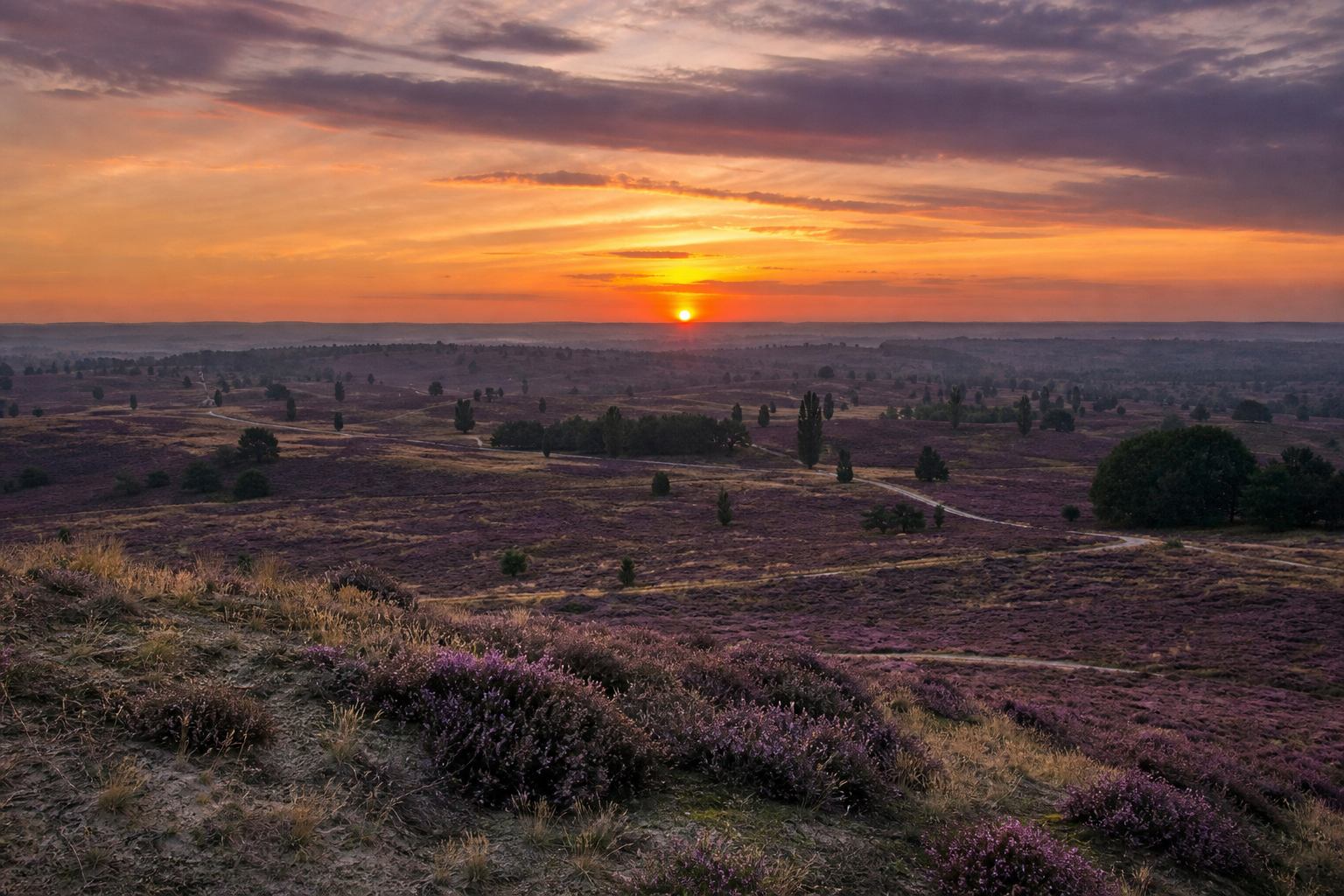 Panorama der Lüneburger Heide am Abend