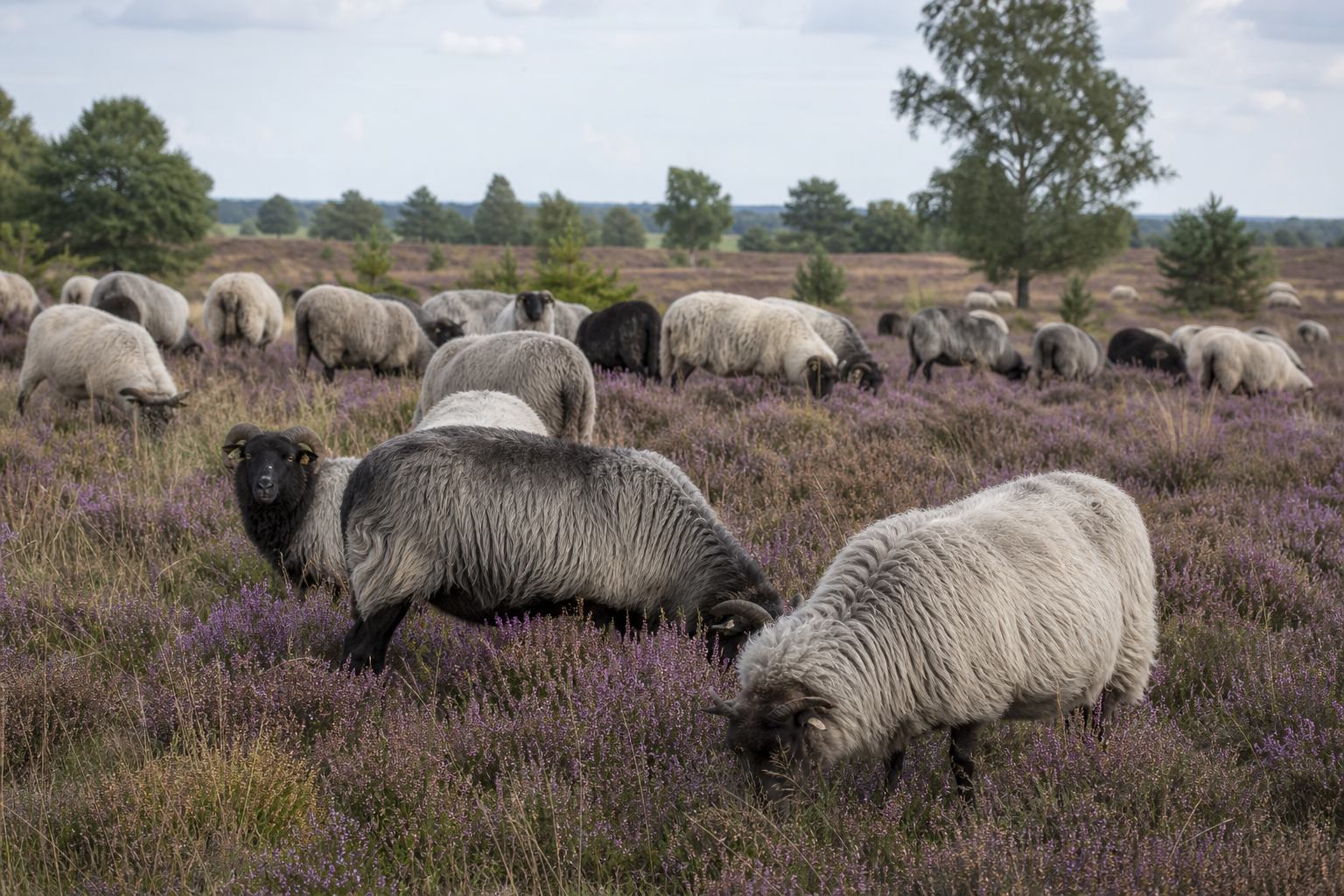 Heidschnuckenherde in der Lüneburger Heide